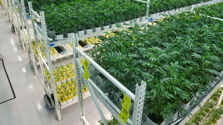 Is THCa Legal? Understanding Compliance, Quality, and Hemp Regulations