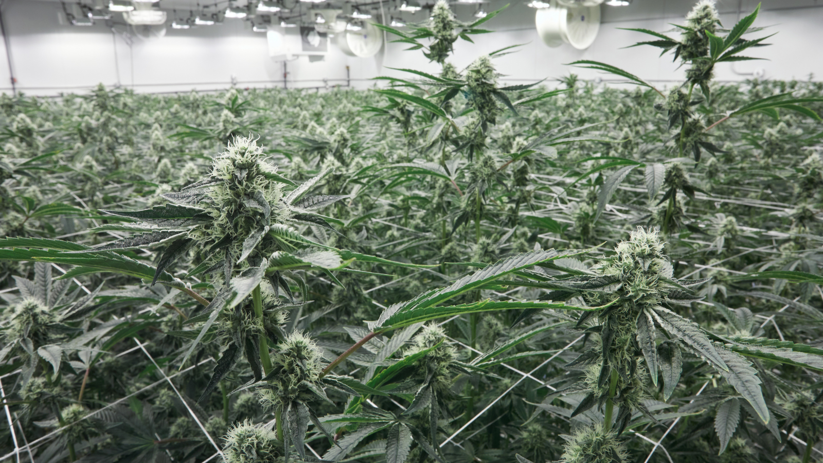 A picture of hemp THCa plants in a grow facility