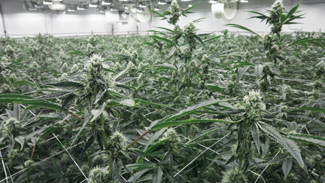 A picture of hemp THCa plants in a grow facility