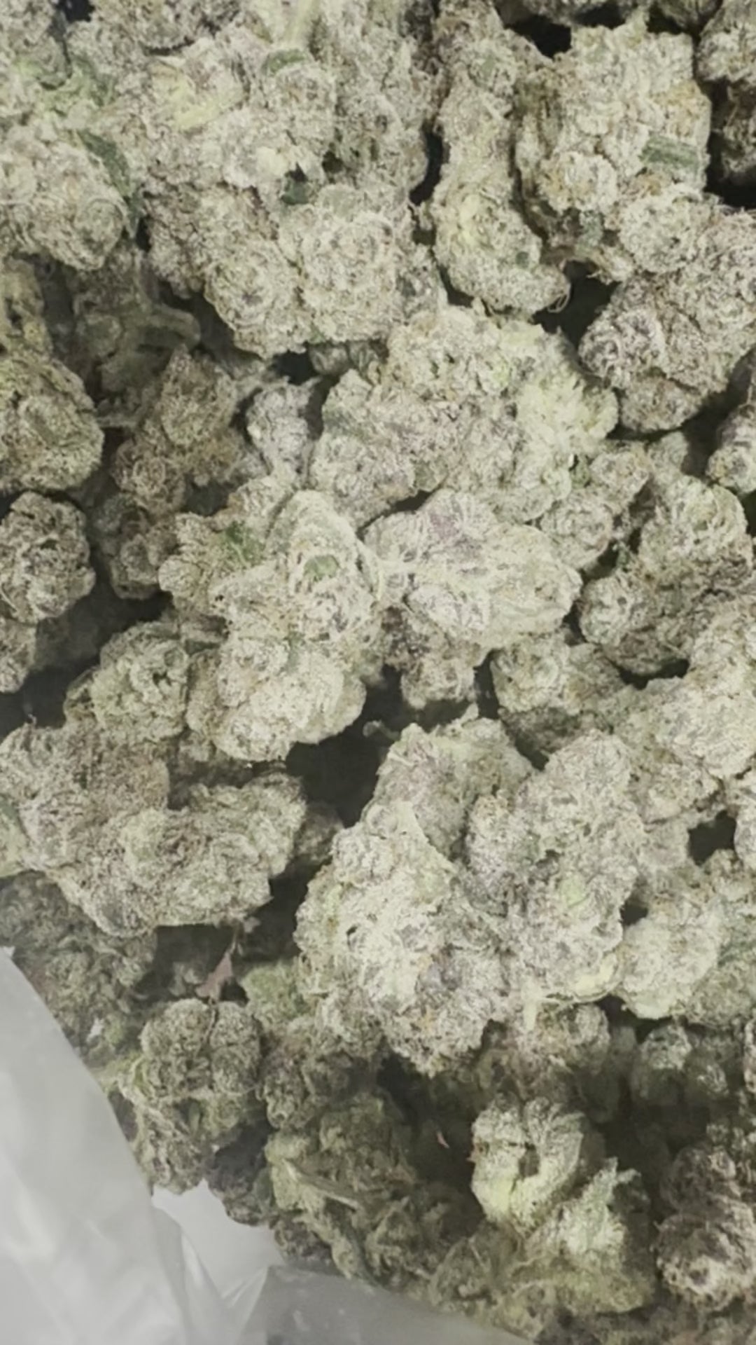 Lemon Cherry Gelato (Smalls)