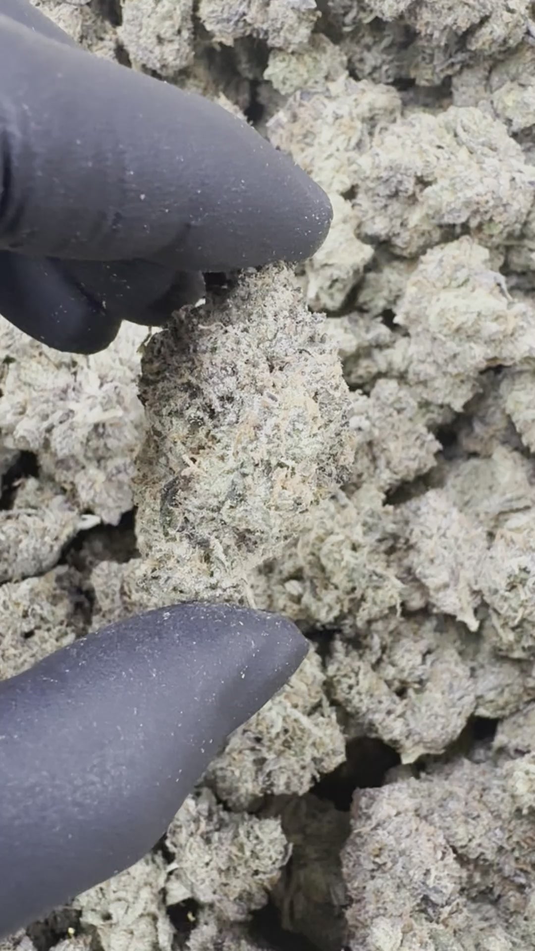 Grape Zlushie - THCa Exotic Indoor Bigs