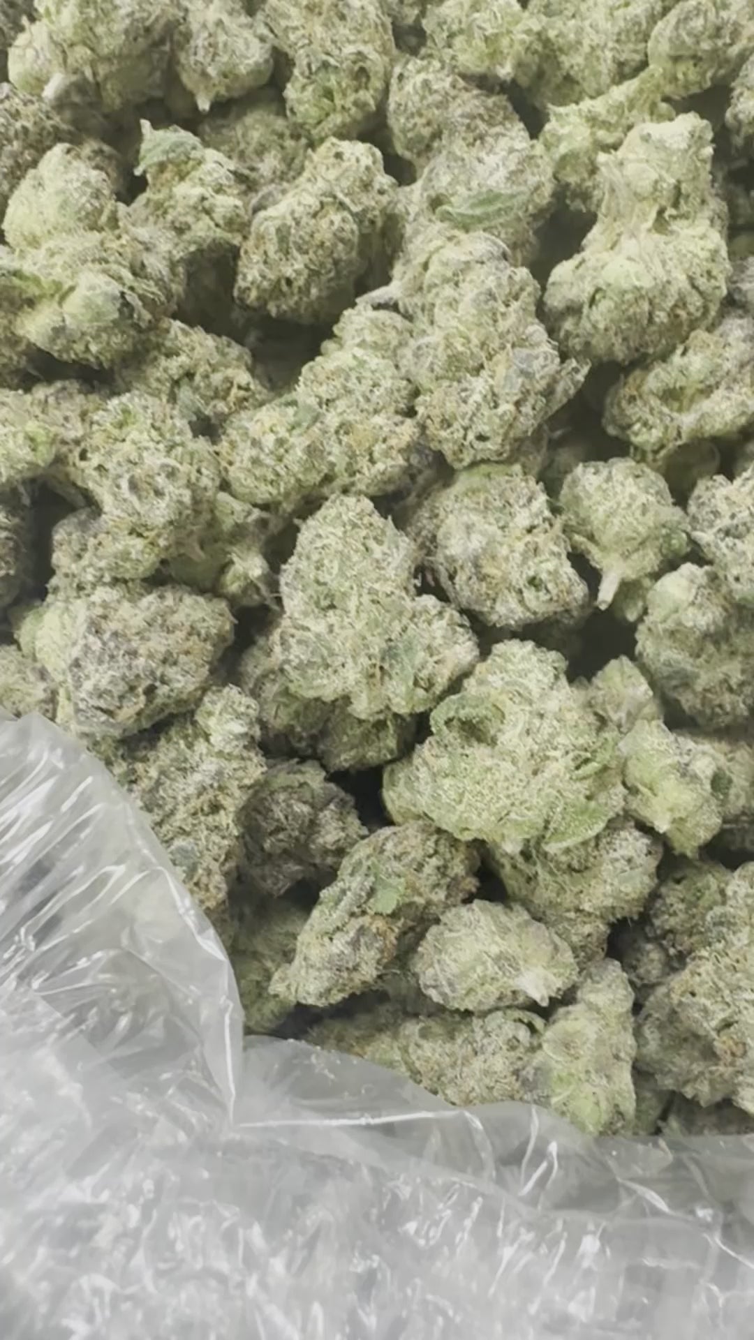 Cherry Zkittles (Smalls)