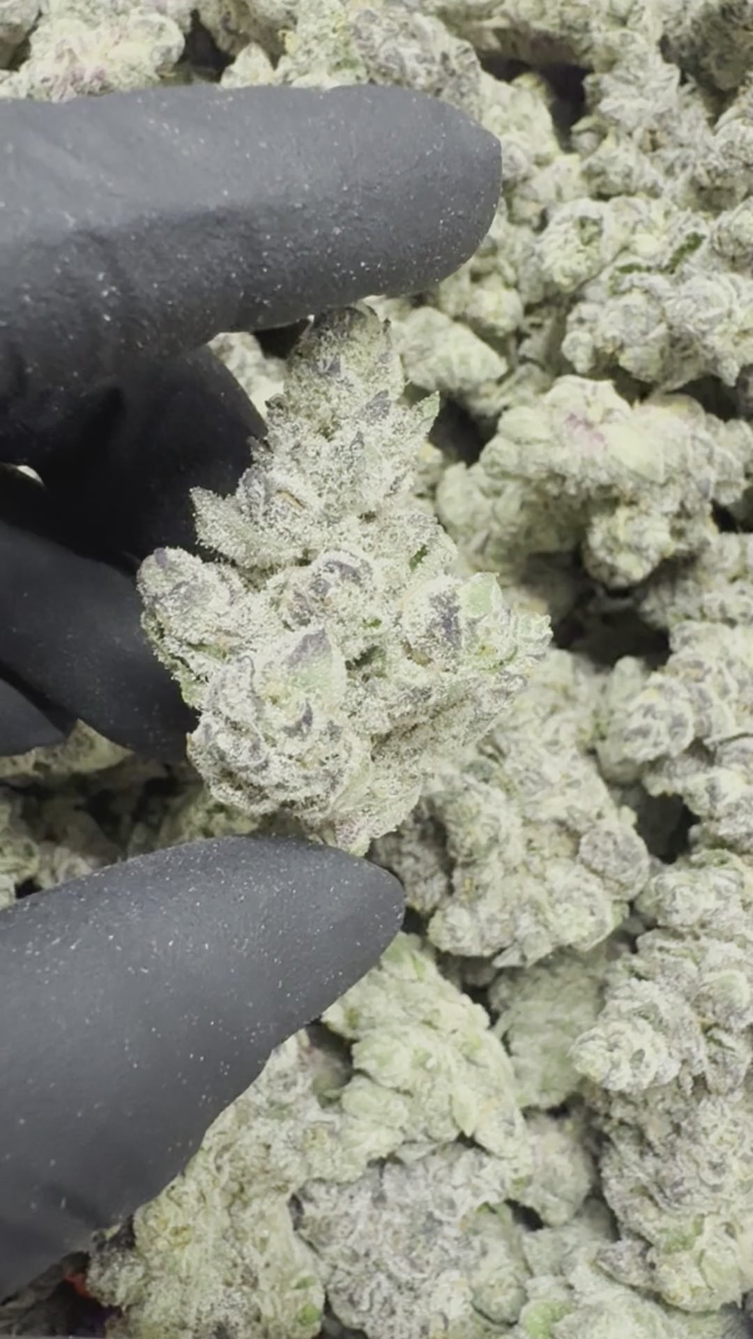 Jawcrushers THCa - THCa Premium Indoor Bigs