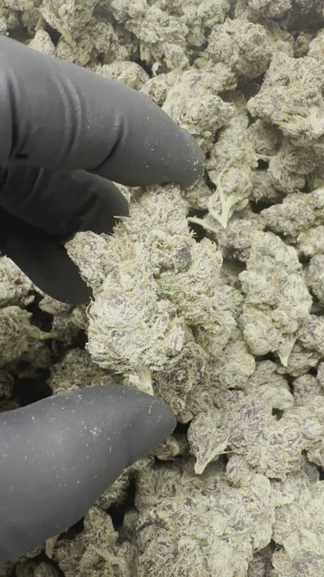 Blue Donut THCa - THCa Exotic Indoor Bigs