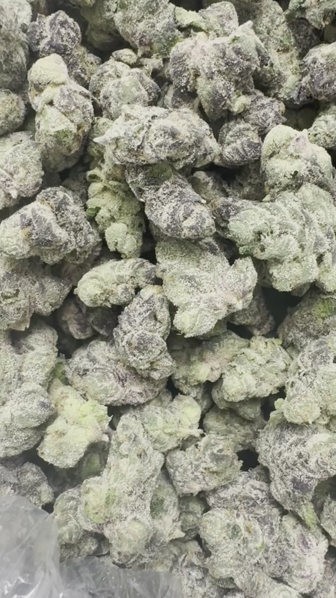 White Gusherz (Smalls)