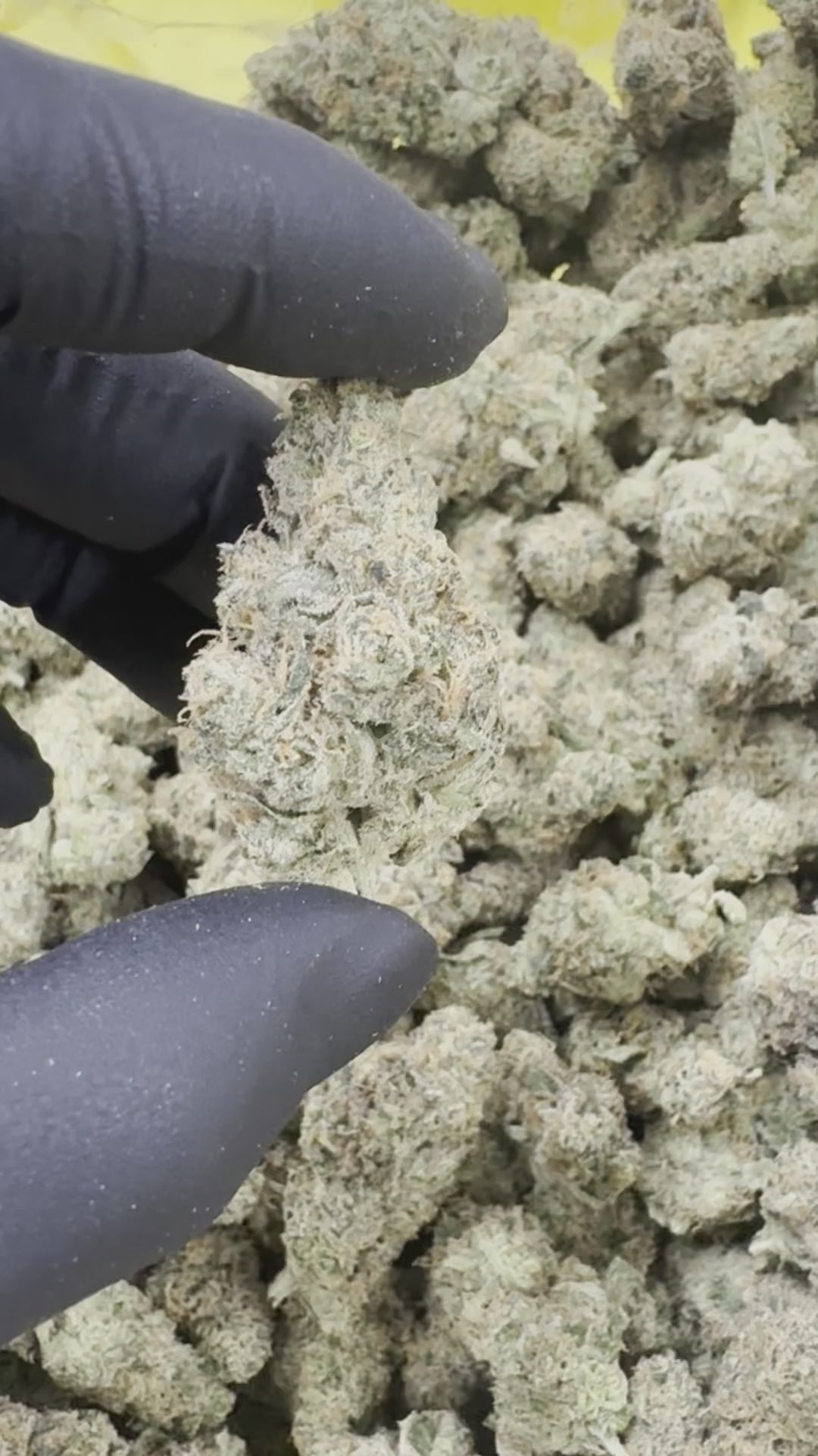 White Zour Taffy THCa - THCa Exotic Indoor Bigs