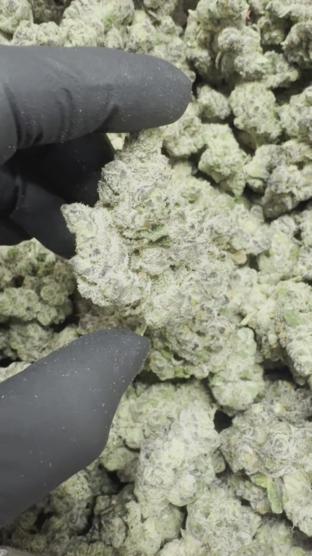 Mamba 24 THCa - THCa Premium Indoor Bigs