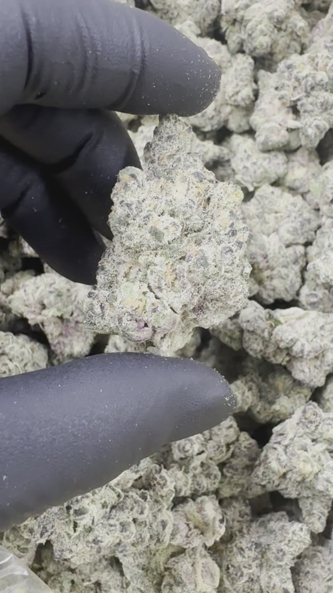 Marshmallow Biscotti THCa - THCa Exotic Indoor Bigs