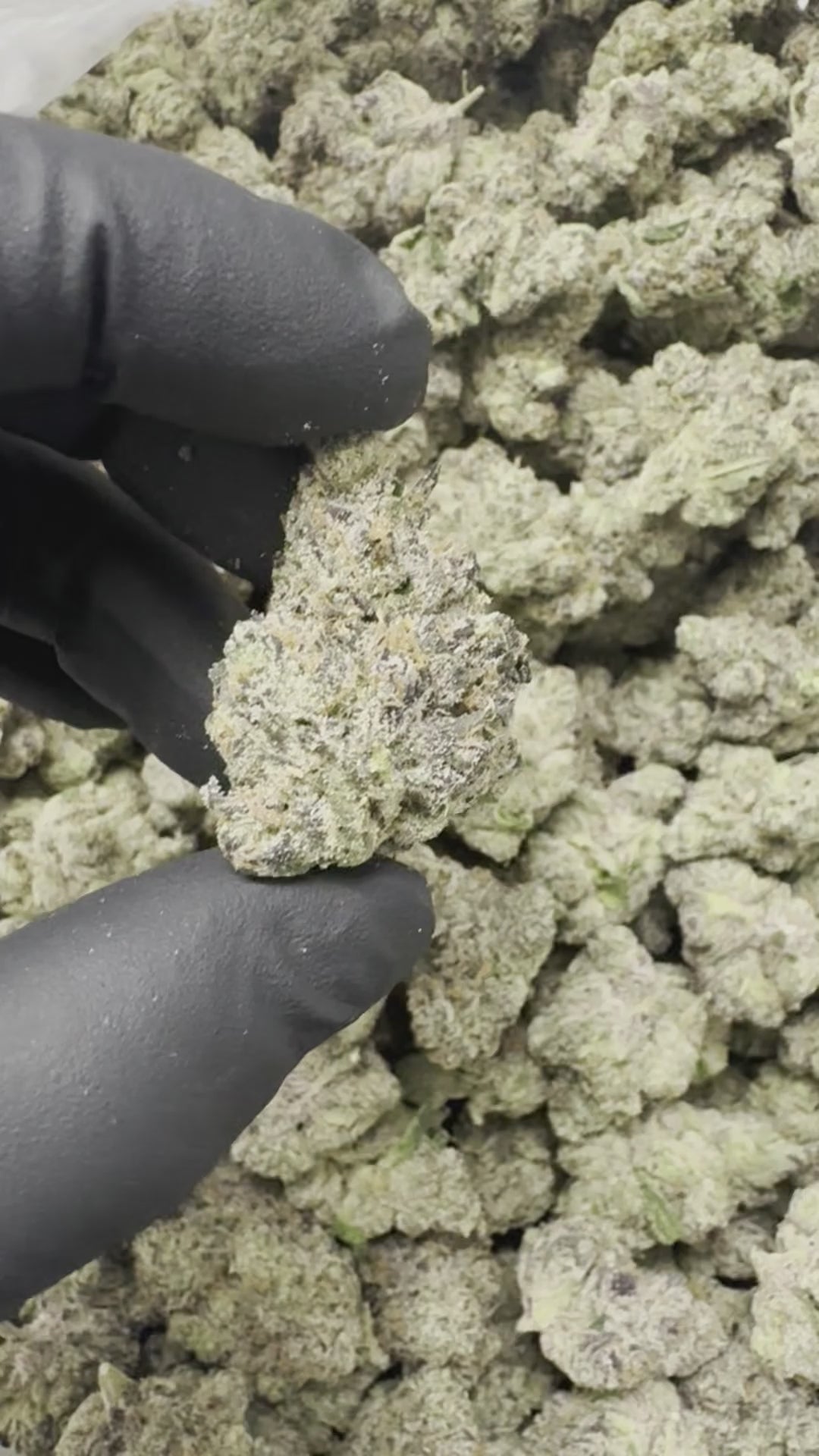 Cherry Zushimi THCa - THCa Exotic Indoor Bigs