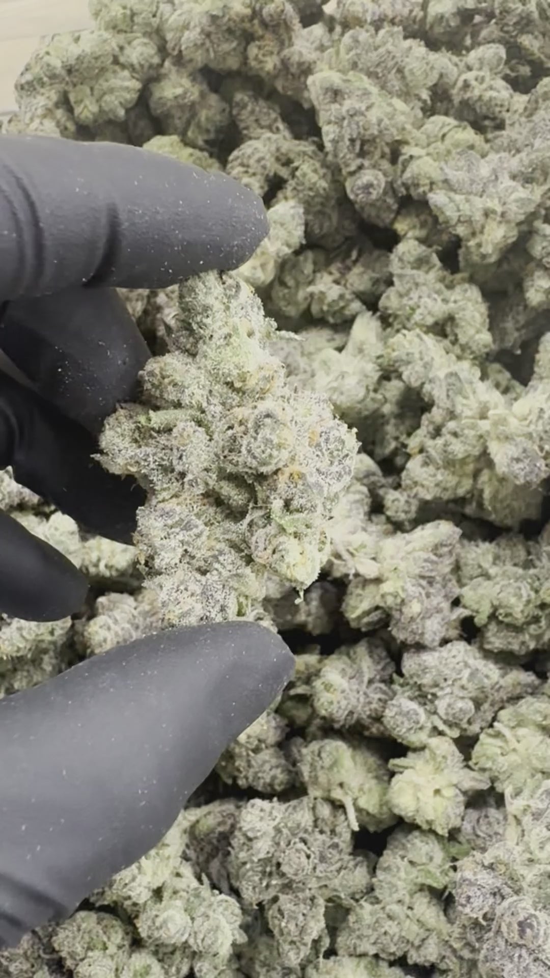 Lemon Rainbow Runtz THCa - THCa Exotic Indoor Bigs